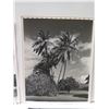 Image 2 : Qty 4 Original Photographs 1945 Moanalua Gardens by Army Signal Corps 8"x10"