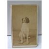 Image 1 : CDV by H.L. Chase, Honolulu, Circa 1870's Dog Named Spike 2.5"x4"