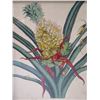 Image 2 : Bromelia The Pine-Apple Plant Artwork, Framed 11"x13"