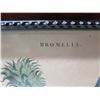 Image 3 : Bromelia The Pine-Apple Plant Artwork, Framed 11"x13"
