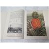 Image 9 : Hawaiian Islands & the Story of Pineapple Booklet 1936