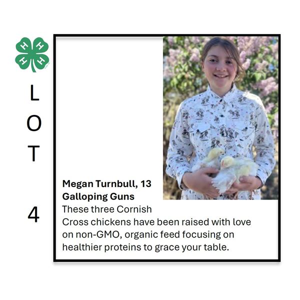 Megan Turnbull / Poultry