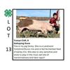 Image 1 : Tristan Cliff - Tag #: 70 / Swine