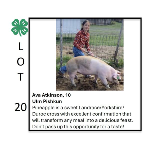 Ava Atkinson - Tag #: 121 / Swine