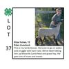 Image 1 : Eliza Yuhas - Tag #: 7 / Sheep