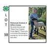 Image 1 : MaKennah Kindred - Tag #: 6 / Sheep