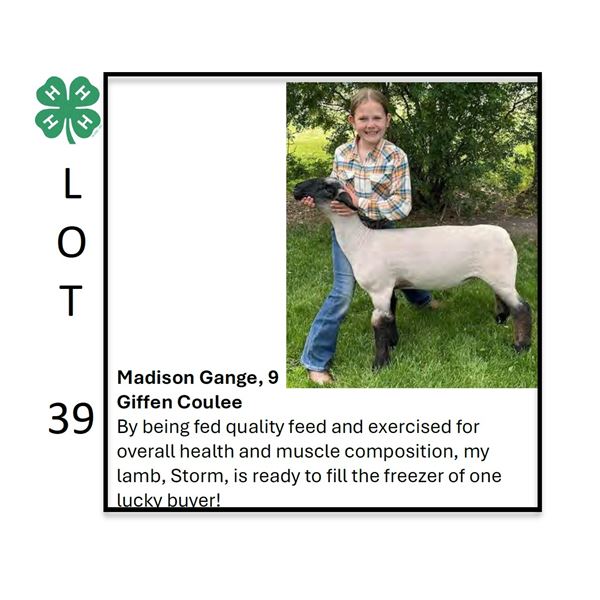 Madison Gange - Tag #: 2 / Sheep