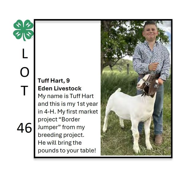 Tuff Hart - Tag #: 33 / Goat