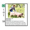 Image 1 : Odin Morris - Tag #: 109 / Swine