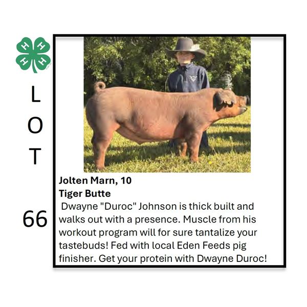 Jolten Marn - Tag #: 65 / Swine