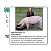 Image 1 : Kaya Morrison - Tag #: 11 / Swine