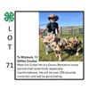 Image 1 : Ty Wickum - Tag #: 16 / Swine