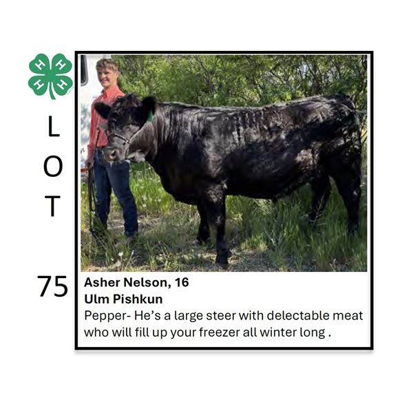 Asher Nelson - Tag #: 41 / Beef