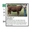 Image 1 : Taylor Short - Tag #: 4 / Beef