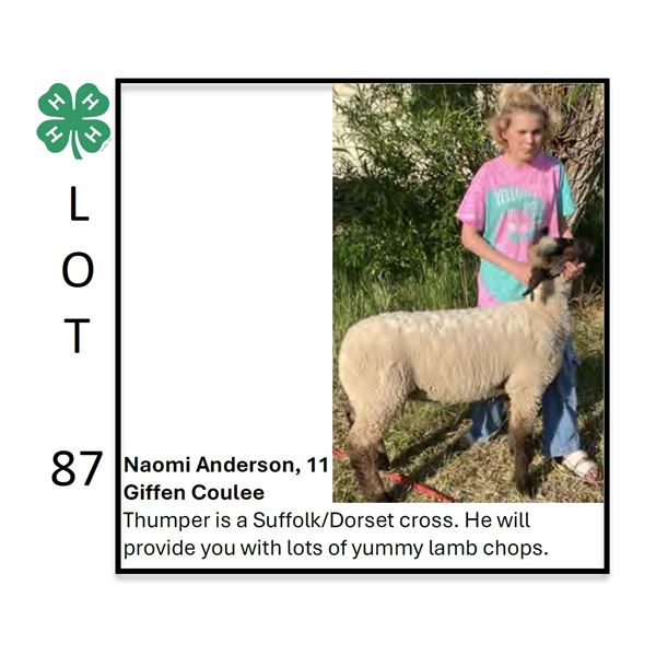 Naomi Anderson - Tag #: 50 / Sheep