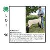 Image 1 : Tuff Hart - Tag #: 32 / Sheep