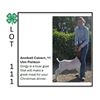 Image 1 : Annibell Calvert - Tag #: 12 / Goat