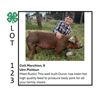 Image 1 : Colt Marchion - Tag #: 39 / Swine