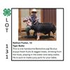 Image 1 : Nathan Foster - Tag #: 112 / Swine