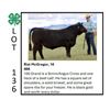 Image 1 : Rial McGregor - Tag #: 15 / Beef