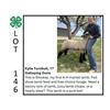 Image 1 : Kylie Turnbull - Tag #: 24 / Sheep