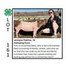 Image 1 : Jazmyne Matthie - Tag #: 73 / Swine