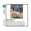 Image 1 : Gideon Hensley - Tag #: 16 / Swine