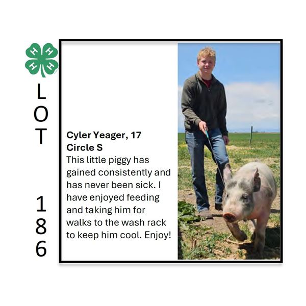 Cyler Yeager - Tag #: 96 / Swine