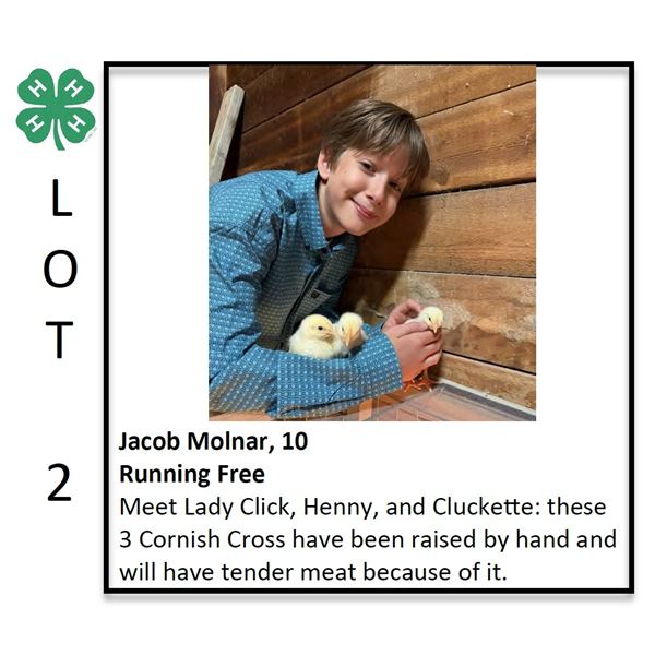 Jacob Molnar - Poultry