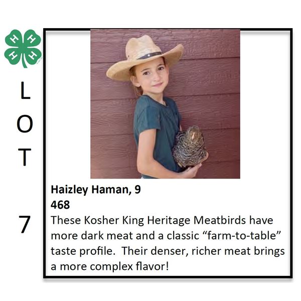 Haizley Haman - Poultry