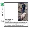 Image 1 : Laszlo Molnar - Swine