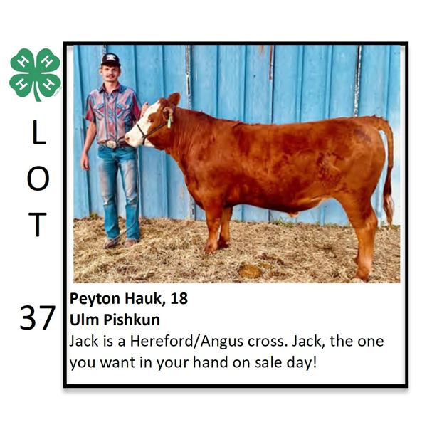 Peyton Hauk - Beef