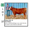 Image 1 : Peyton Hauk - Beef