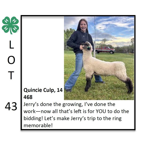 Quincie Culp - Sheep