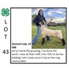 Image 1 : Quincie Culp - Sheep