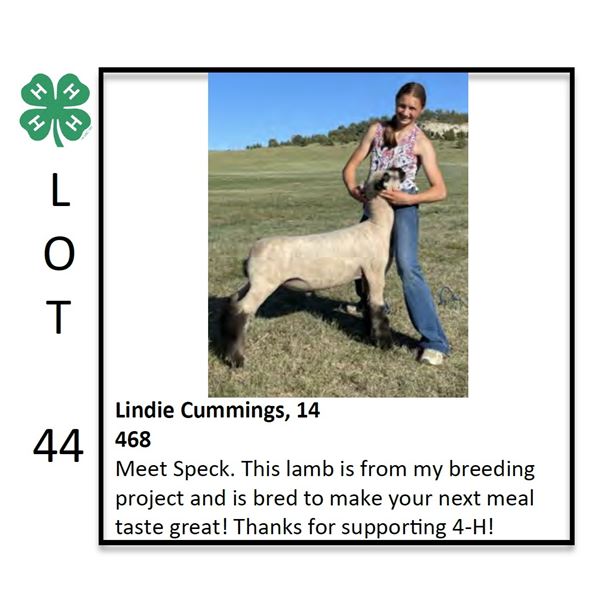 Lindie Cummings - Sheep
