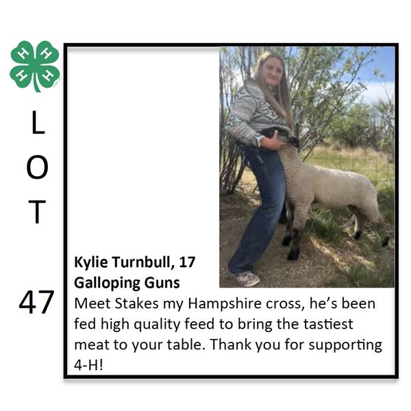 Kylie Turnbull - Sheep