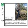 Image 1 : Kylie Turnbull - Sheep