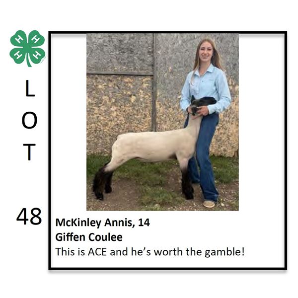 McKinley Annis - Sheep