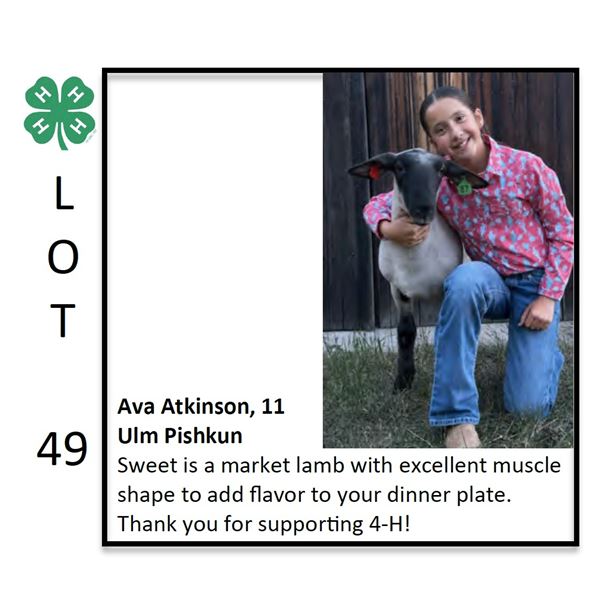 Ava Atkinson - Sheep