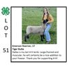 Image 1 : Emerson Hoerner - Sheep
