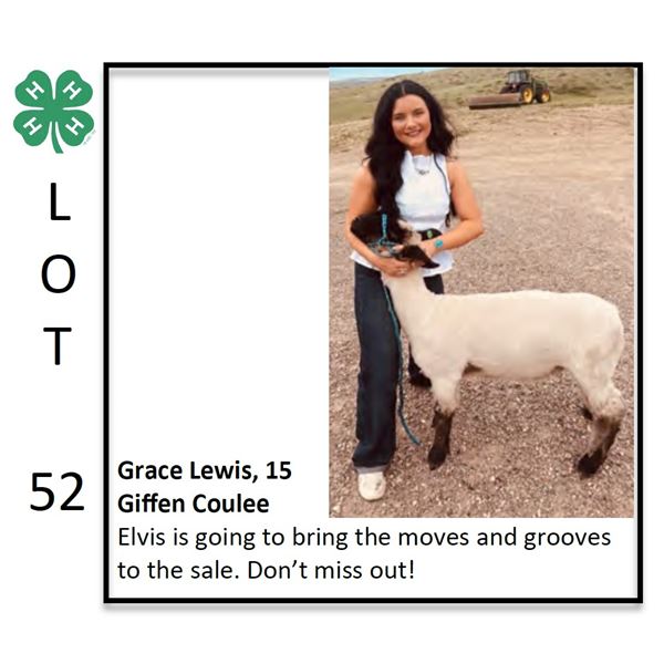 Grace Lewis - Sheep