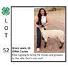 Image 1 : Grace Lewis - Sheep