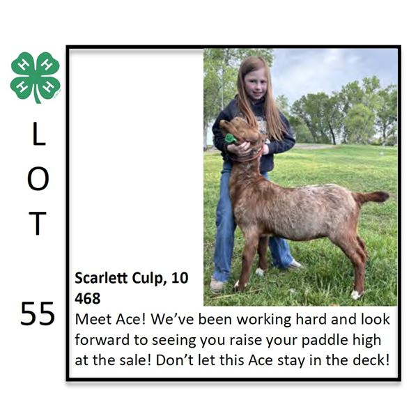 Scarlett Culp - Goat
