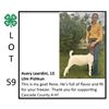 Image 1 : Avery Leardini - Goat