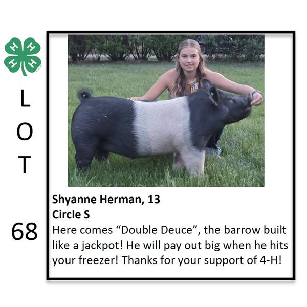 Shyanne Herman - Swine