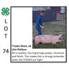 Image 1 : Tristen Short - Swine