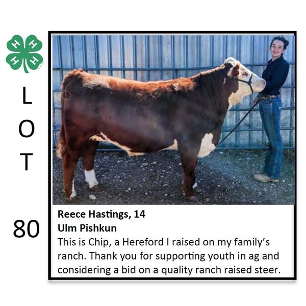 Reece Hastings - Beef