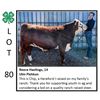 Image 1 : Reece Hastings - Beef