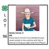 Image 1 : Haizley Haman - Poultry